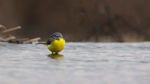 Gray Wagtail shaking its tail in shallow water Stock Footage 245946957