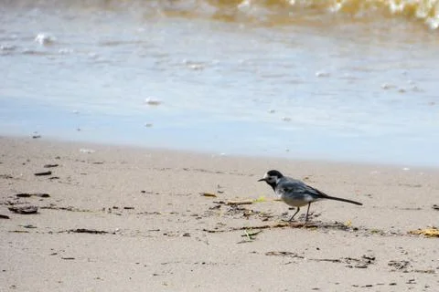 Gray wagtail on the shore. Foto stock