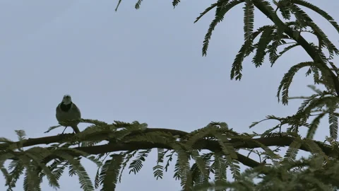 Gray wagtail on tree Stock Footage 93382081