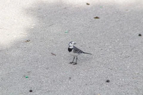 Gray wagtail walking on the ground Stock Photos