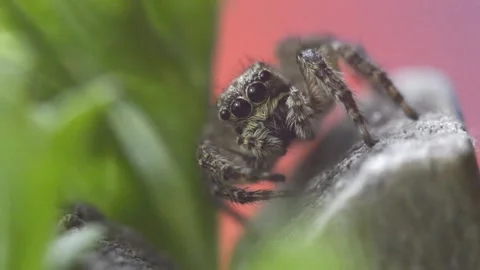 Gray wall jumping spider, macro video shot Stock Footage 132231072