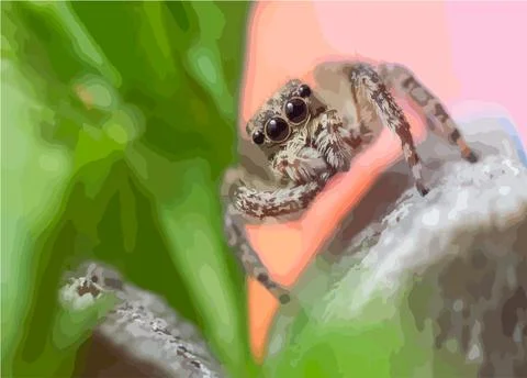Gray wall jumping spider, Menemerus bivittatus spider Stock Illustration