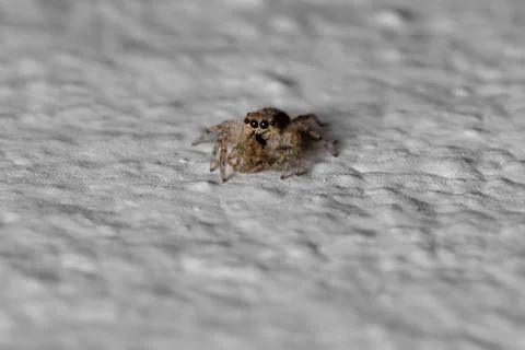 Gray Wall Jumping Spider Stock Photos