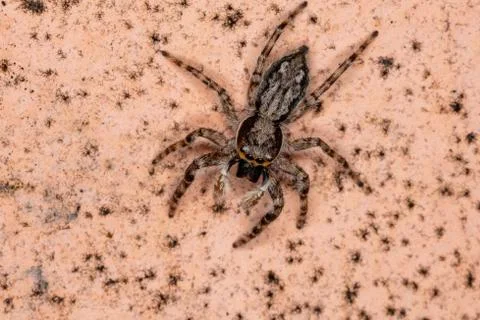 Gray Wall Jumping Spider Stock Photos