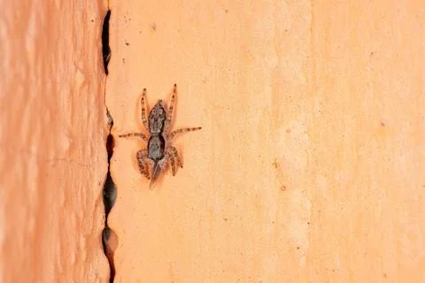Gray Wall Jumping Spider Foto stock