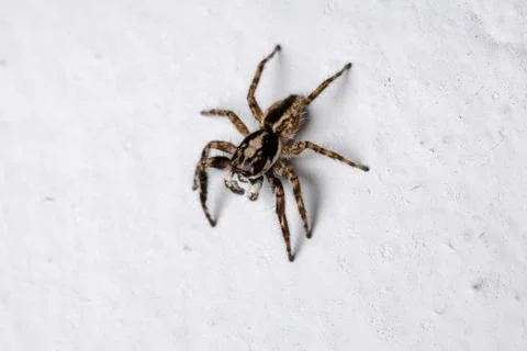 Gray Wall Jumping Spider Stock-Fotos
