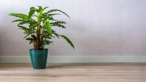 Gray wall mockup with plant Stock Photos