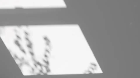 Gray wall with a shadow from a window and a moving plant. Vertical video. Stock Footage 164842106