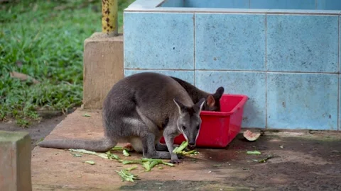 A gray wallaby eats a piece of fruit on the ground. Stock Footage 326988373