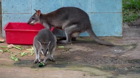 A gray wallaby eats a piece of fruit on the ground. Stock Footage 326988576