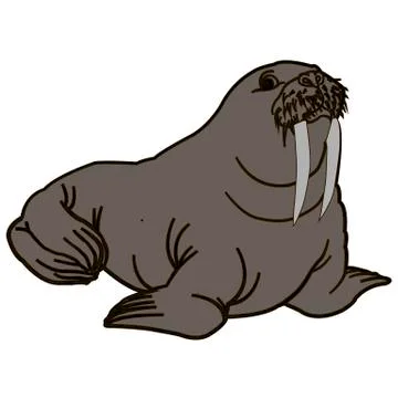 Gray walrus on a white background Stock Illustration