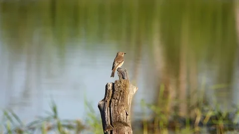 Gray warbler(Greater Whitethroat) sits on a tree stump on the background of t Stock Footage 94382982