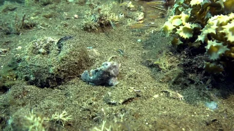 Gray Warty frogfish (Clown anglerfish), Antennarius maculatusin Stock Footage 89942228