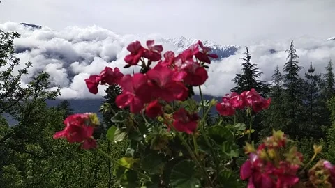 Gray weather cloudy flowers Stock Footage 240842141