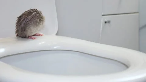 A gray wet rat with red eyes sits on the rim of the toilet and washes itself Stock Footage 262950366