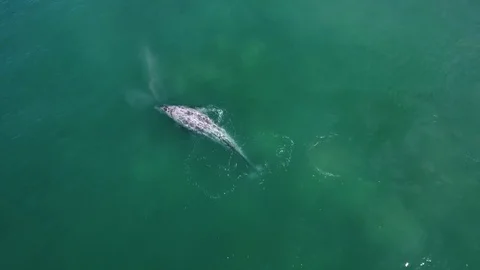 Gray whale aerial Vidéo 75695905