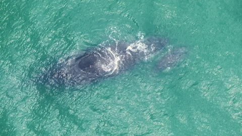 Gray Whale and Calf Play in Costa Rica - Aerial View Vidéo 305872535