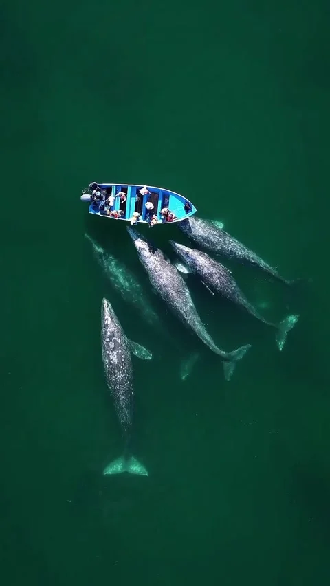 Gray whale approaching boat 库存影片 333398050