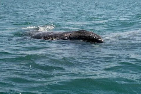 Gray whale calf investigating a small boat in a lagoon, Baja, Mexico Foto stock