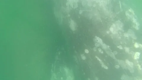 Gray whale close up Stock Footage 167092336