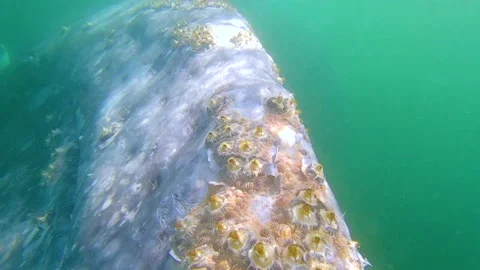 Gray whale close-up underwater Stock Footage 153109617