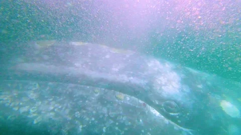 Gray whale close-up underwater Stock Footage 154327548