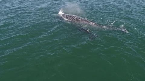 Gray Whale Drone 10 - Guerrero Negro, Mexico Stock Footage 123798265