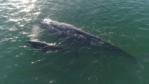 Gray Whale Drone 4 - Guerrero Negro, Mexico Stock Footage 123795635