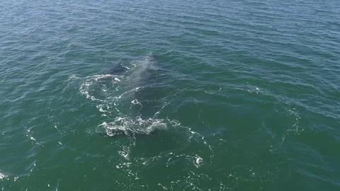 Gray Whale Drone 8 - Guerrero Negro, Mexico Stock Footage 123797448