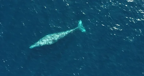 Gray Whale Drone Stock Footage