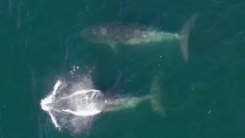 Gray Whale – Epic Long-Distance Migration from the Arctic to Baja California Stock-Footage 328895907