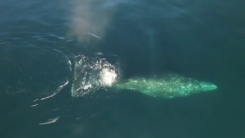 Gray whale. (Eschrichtius robustus) 動画素材 81497005