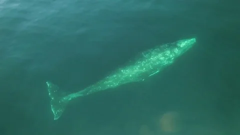 Gray whale. (Eschrichtius robustus) Stock Footage
