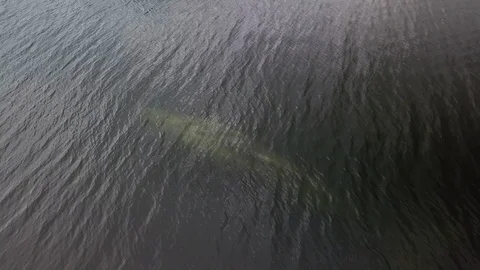 Gray whale floats up to the surface and blows out water 動画素材 111990400