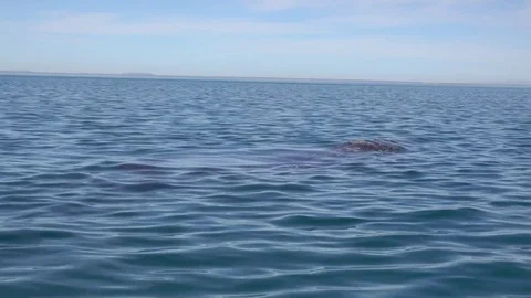 Gray Whale Видео 77052793