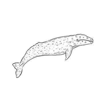 Gray whale illustration Stock Illustration