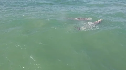 Gray Whale migration Stock-Footage 61567881