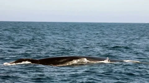 GRAY WHALE IN THE OCEAN Stock Footage 8577885