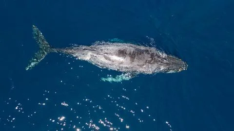 Gray Whale 스톡 사진