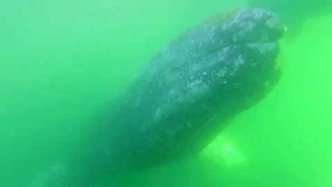 Gray whale playing with tourists Stock Footage 153109432