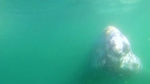 Gray whale posing for the camera Stock Footage 153109510