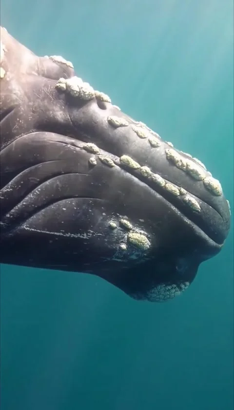 Gray whale in the sea Vidéo 330402412