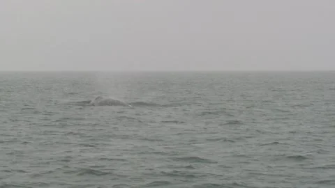 Gray Whale Several Whales Diving Submerging Tail in Pacific Ocean California Vídeo Stock 133196821