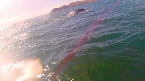 Gray whale shows its tail when diving Stock Footage 167092644