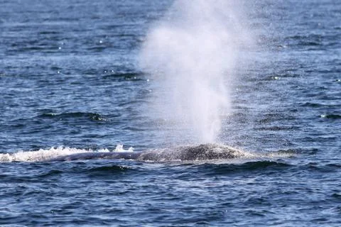 Gray Whale Spout Stock Photos