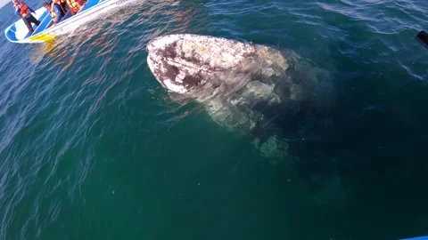 Gray whale surfaced next tour boat and tourists watching its, Mexico Stock Footage 242767280