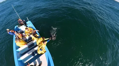 Gray whale surfaced next to tour boat and tourists watching and touching its Video stock 246430428