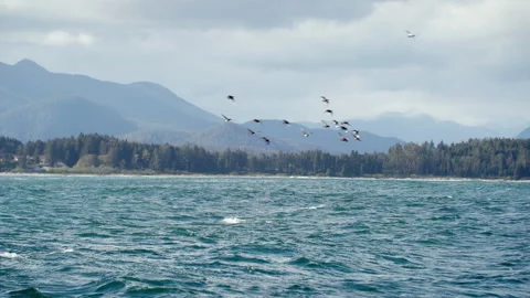 Gray whale surfaces in pacific ocean while flock of birds fly by, Tofino 库存影片 206470389