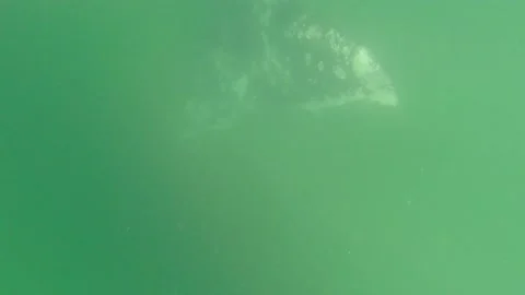 Gray whale tail in the pacific ocean Stock Footage 167090725