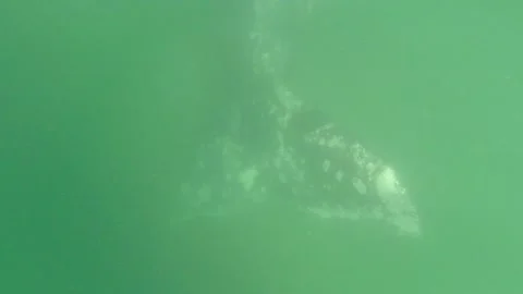 Gray whale tail underwater Stock Footage 167089920